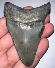 Load image into Gallery viewer, Megalodon Fossil Shark Tooth 2.9 Inches! Not Repaired!
