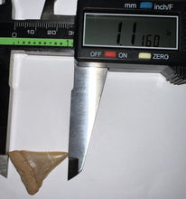 Load image into Gallery viewer, Chilean Fossil Juvenile Great White Shark Tooth 1.11 Inches