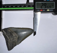 Load image into Gallery viewer, Megalodon Fossil Shark Tooth 2.9 Inches! Not Repaired!