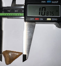 Load image into Gallery viewer, Chilean Fossil Juvenile Great White Shark Tooth 1.08 Inches