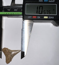 Load image into Gallery viewer, Chilean Fossil Juvenile Great White Shark Tooth 1.05 Inches with cusps