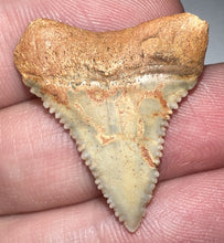 Load image into Gallery viewer, Chilean Fossil Juvenile Great White Shark Tooth 1.12 Inches