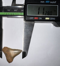 Load image into Gallery viewer, Chilean Fossil Juvenile Great White Shark Tooth 1.12 Inches