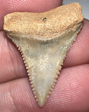 Load image into Gallery viewer, Chilean Fossil Juvenile Great White Shark Tooth 1.03 Inches