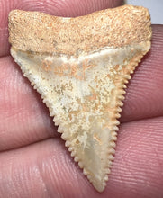 Load image into Gallery viewer, Chilean Fossil Juvenile Great White Shark Tooth 1.03 Inches