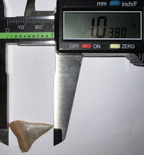 Load image into Gallery viewer, Chilean Fossil Juvenile Great White Shark Tooth 1.03 Inches