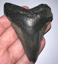 Load image into Gallery viewer, Megalodon Fossil Shark Tooth 3.43 Inches! Not Repaired!