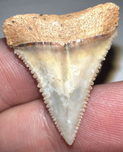 Load image into Gallery viewer, Pristine Chilean Fossil Juvenile Great White Shark Tooth 1.06 Inch