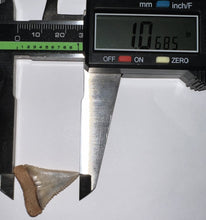 Load image into Gallery viewer, Pristine Chilean Fossil Juvenile Great White Shark Tooth 1.06 Inch