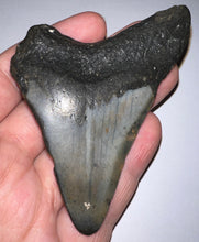 Load image into Gallery viewer, Megalodon Fossil Shark Tooth 3.43 Inches! Not Repaired!