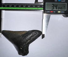 Load image into Gallery viewer, Megalodon Fossil Shark Tooth 3.43 Inches! Not Repaired!