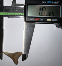 Load image into Gallery viewer, Chilean Pathological Fossil Juvenile Great White Shark Tooth 1.06 Inches