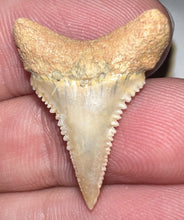 Load image into Gallery viewer, Pristine Chilean Fossil Juvenile Great White Shark Tooth 1 Inch