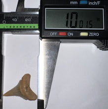 Load image into Gallery viewer, Pristine Chilean Fossil Juvenile Great White Shark Tooth 1 Inch