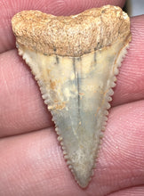 Load image into Gallery viewer, Chilean Fossil Juvenile Great White Shark Tooth 1.16 Inches