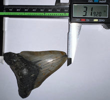 Load image into Gallery viewer, Megalodon Fossil Shark Tooth 3.19 Inches! Not Repaired!