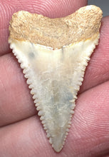 Load image into Gallery viewer, Chilean Fossil Juvenile Great White Shark Tooth 1.16 Inches