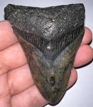 Load image into Gallery viewer, Megalodon Fossil Shark Tooth 3.14 Inches! Not Repaired!