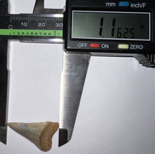Load image into Gallery viewer, Chilean Fossil Juvenile Great White Shark Tooth 1.16 Inches