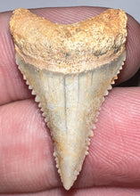 Load image into Gallery viewer, Chilean Fossil Juvenile Great White Shark Tooth 1.12 Inches