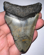 Load image into Gallery viewer, Megalodon Fossil Shark Tooth 3.14 Inches! Not Repaired!