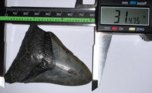 Load image into Gallery viewer, Megalodon Fossil Shark Tooth 3.14 Inches! Not Repaired!