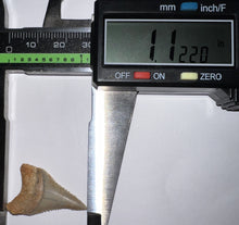 Load image into Gallery viewer, Chilean Fossil Juvenile Great White Shark Tooth 1.12 Inches