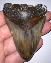 Load image into Gallery viewer, Megalodon Fossil Shark Tooth 3.08 Inches! Not Repaired!