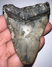Load image into Gallery viewer, Megalodon Fossil Shark Tooth 3.08 Inches! Not Repaired!