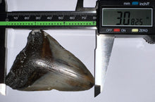 Load image into Gallery viewer, Megalodon Fossil Shark Tooth 3.08 Inches! Not Repaired!