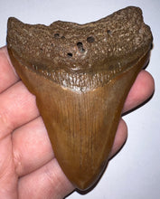 Load image into Gallery viewer, Megalodon Fossil Shark Tooth 3.29 Inches! Not Repaired!