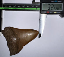 Load image into Gallery viewer, Megalodon Fossil Shark Tooth 3.29 Inches! Not Repaired!