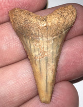 Load image into Gallery viewer, Chilean Fossil Great White Shark Tooth 1.43 Inches