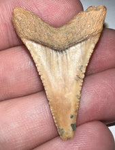 Load image into Gallery viewer, Chilean Fossil Great White Shark Tooth 1.43 Inches