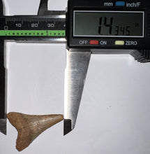 Load image into Gallery viewer, Chilean Fossil Great White Shark Tooth 1.43 Inches