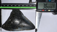 Load image into Gallery viewer, Megalodon Fossil Shark Tooth 3.6 Inches! Not Repaired!