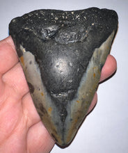 Load image into Gallery viewer, Megalodon Fossil Shark Tooth 3.74 Inches! Not Repaired!