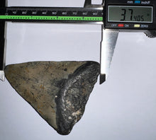 Load image into Gallery viewer, Megalodon Fossil Shark Tooth 3.74 Inches! Not Repaired!