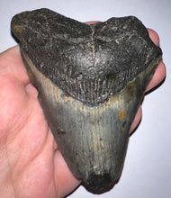 Load image into Gallery viewer, Megalodon Fossil Shark Tooth just under 4 Inches! Not Repaired!
