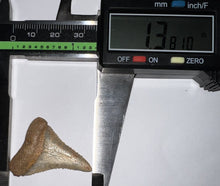 Load image into Gallery viewer, Chilean Pathological Fossil Great White Shark Tooth 1.38 Inches