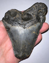 Load image into Gallery viewer, Megalodon Fossil Shark Tooth just under 4 Inches! Not Repaired!