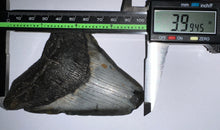 Load image into Gallery viewer, Megalodon Fossil Shark Tooth just under 4 Inches! Not Repaired!