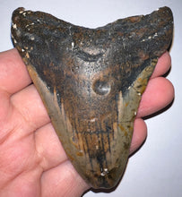Load image into Gallery viewer, Megalodon Fossil Shark Tooth 3.82 Inches! Not Repaired!