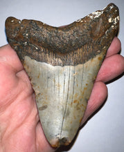 Load image into Gallery viewer, Megalodon Fossil Shark Tooth 3.82 Inches! Not Repaired!