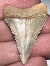 Load image into Gallery viewer, Chilean Fossil Great White Shark Tooth 1.39 Inches