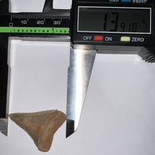 Load image into Gallery viewer, Chilean Fossil Great White Shark Tooth 1.39 Inches
