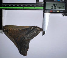 Load image into Gallery viewer, Megalodon Fossil Shark Tooth 3.82 Inches! Not Repaired!