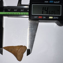 Load image into Gallery viewer, Chilean Fossil Great White Shark Tooth 1.46 Inches