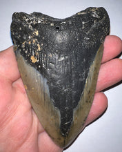 Load image into Gallery viewer, Megalodon Fossil Shark Tooth 3.8 Inches! Not Repaired!