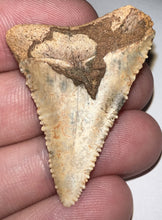 Load image into Gallery viewer, Large Chilean Fossil Great White Shark Tooth 1.527 Inches